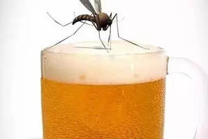 喝啤酒的人更容易吸引蚊子吗?