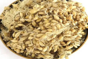 天泰啤酒设备专家分享的大麦的浸渍常识