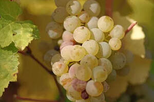 白葡萄酒能用什么葡萄酿造