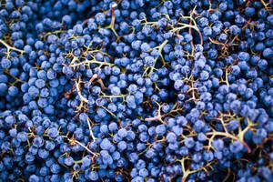 波尔多红酒葡萄品种