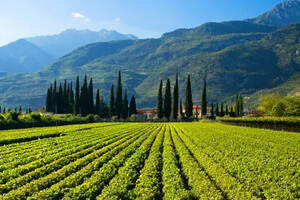 意大利上阿迪杰：世界上最好的灰皮诺葡萄酒产区之一