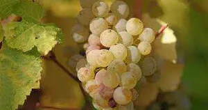 葡萄酒专用葡萄品种