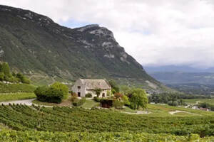 这个法国产区出产高性价比的白葡萄酒，却被 99% 的人忽视了