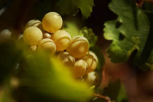 中国酿酒葡萄种植面积