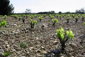 法国波尔多葡萄酒产地纬度