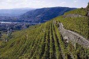 法国罗讷河流域艾米达吉(HERMITAGE)产区的葡萄酒