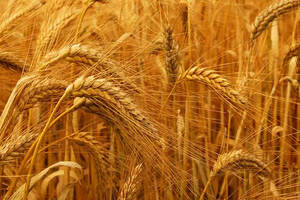 茅台酒以什么原料制成大米高粱还是玉米小麦