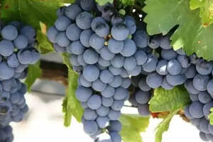 全球最流行的 10 大葡萄品种，有 1 个你居然没听过！