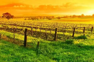 澳大利亚巴罗萨谷：将西拉葡萄酒做到世界之最（澳大利亚巴罗萨谷葡萄酒贵吗）