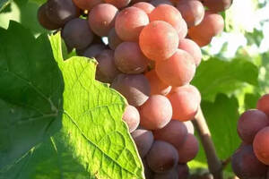 国内酿酒葡萄品种