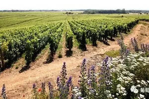 最新｜勃艮第葡萄酒2017官方收成报告，灾年产量不跌反涨