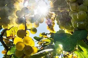 WINE NEWS丨全球葡萄酒发展趋势公布、新发现葡萄酒中两种成分…
