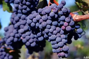 为什么很多葡萄酒都是赤霞珠和美乐混酿的？