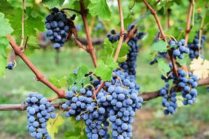 意大利红酒葡萄品种