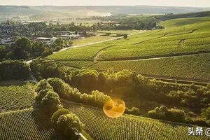 法国勃艮第薛纳和希露柏勒产区的葡萄酒简介
