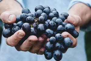 桃红葡萄酒的葡萄品种