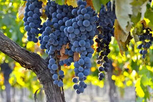 中国葡萄酒生产、消费、进口在全球排什么位置？OIV的最新行业报告这么说······