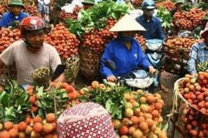 报应来了！越南水果遭多国叫停成批烂在地里，泰国榴莲成“新宠”