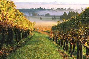 新西兰葡萄酒产区