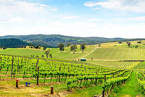 澳大利亚葡萄酒的特色是什么