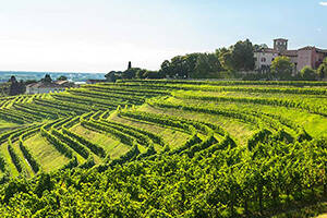 弗留利的魅力：近距离观察这个被低估的葡萄酒产区