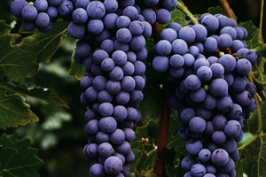 赤霞珠葡萄的酿酒方法