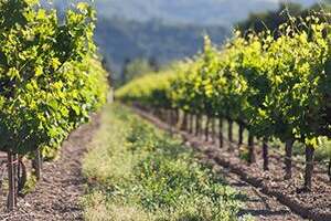 葡萄酒的生产国属于新世界