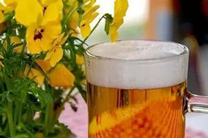 一瓶啤酒要兑多少水才可以用来浇花？