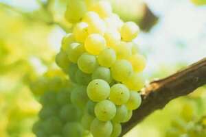 霞多丽为品种的葡萄酒