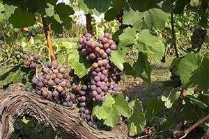 希腊酿制红酒最好的葡萄品种