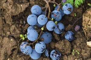 葡萄品种“梅鹿辄”，别名「乌蓝色的乌鸦」