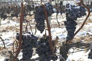 北冰红葡萄品种介绍，国产首个最适合打造高档冰酒的葡萄