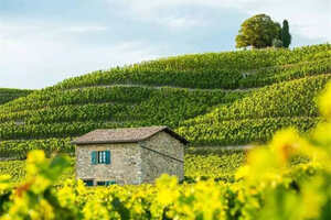 法国五大葡萄酒庄园