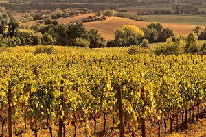 意大利十大红葡萄酒图片