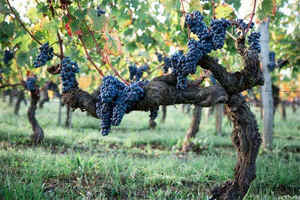 酿葡萄酒的葡萄种类