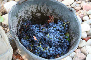 葡萄酒的酿造方法和注意事项