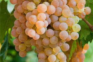 常见的红葡萄酒品种