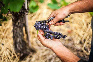 新疆葡萄适合做葡萄酒吗