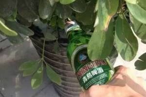 啤酒水可以浇哪些植物
