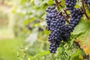 黑皮诺葡萄酒的特性