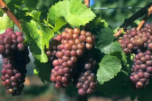 灰皮诺葡萄品种的相关知识科普