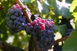 山葡萄酒的酿制方法步骤