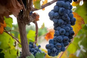别总盯着法国最美的葡萄酒在新疆