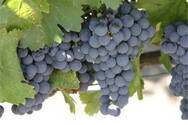 各种葡萄品种葡萄酒的特点