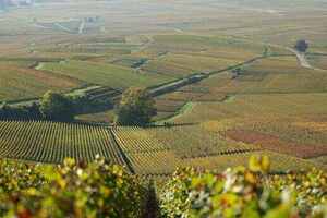 南非的葡萄酒产区