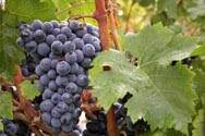 酿酒葡萄品种品丽珠
