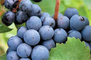 酿酒葡萄、食用葡萄和提子到底有什么区别?