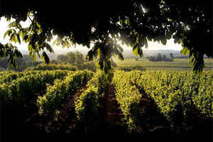 纳帕谷葡萄酒种类丰富多样的根本原因