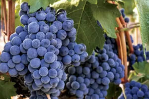 做红酒的葡萄品种