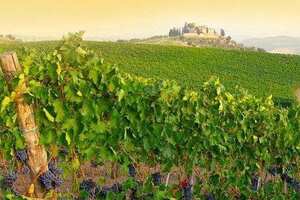 法国葡萄酒国王产区